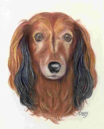 Pencil Paintings - Pencil Portraits - Prismacolor Pencil Portrait - Full Color Pet Portrait